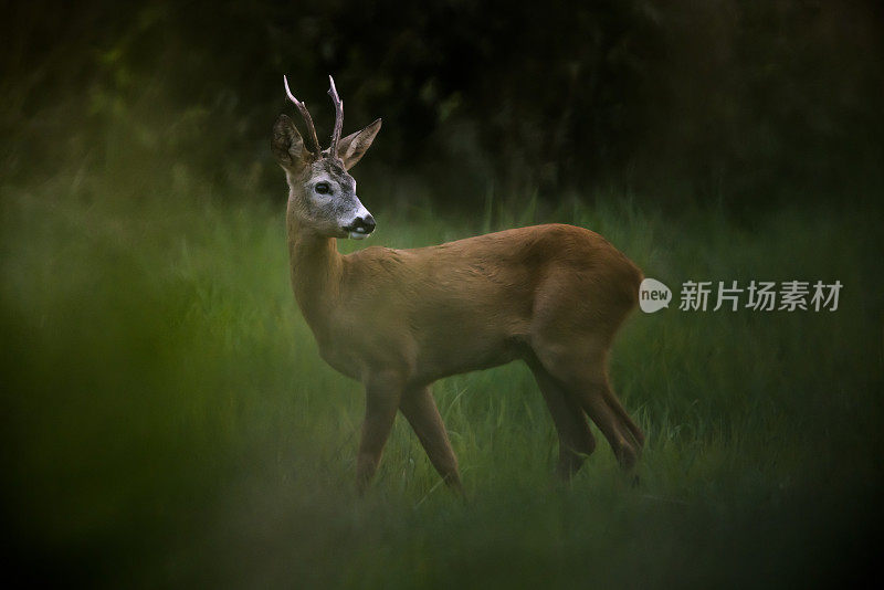 鹿(学名:Capreolus Capreolus)